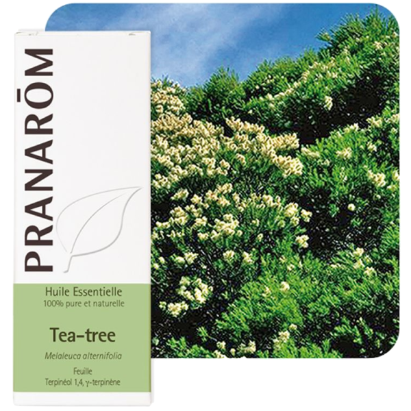 Huile Essentielle Tea-Tree Pranarôm - 10ml